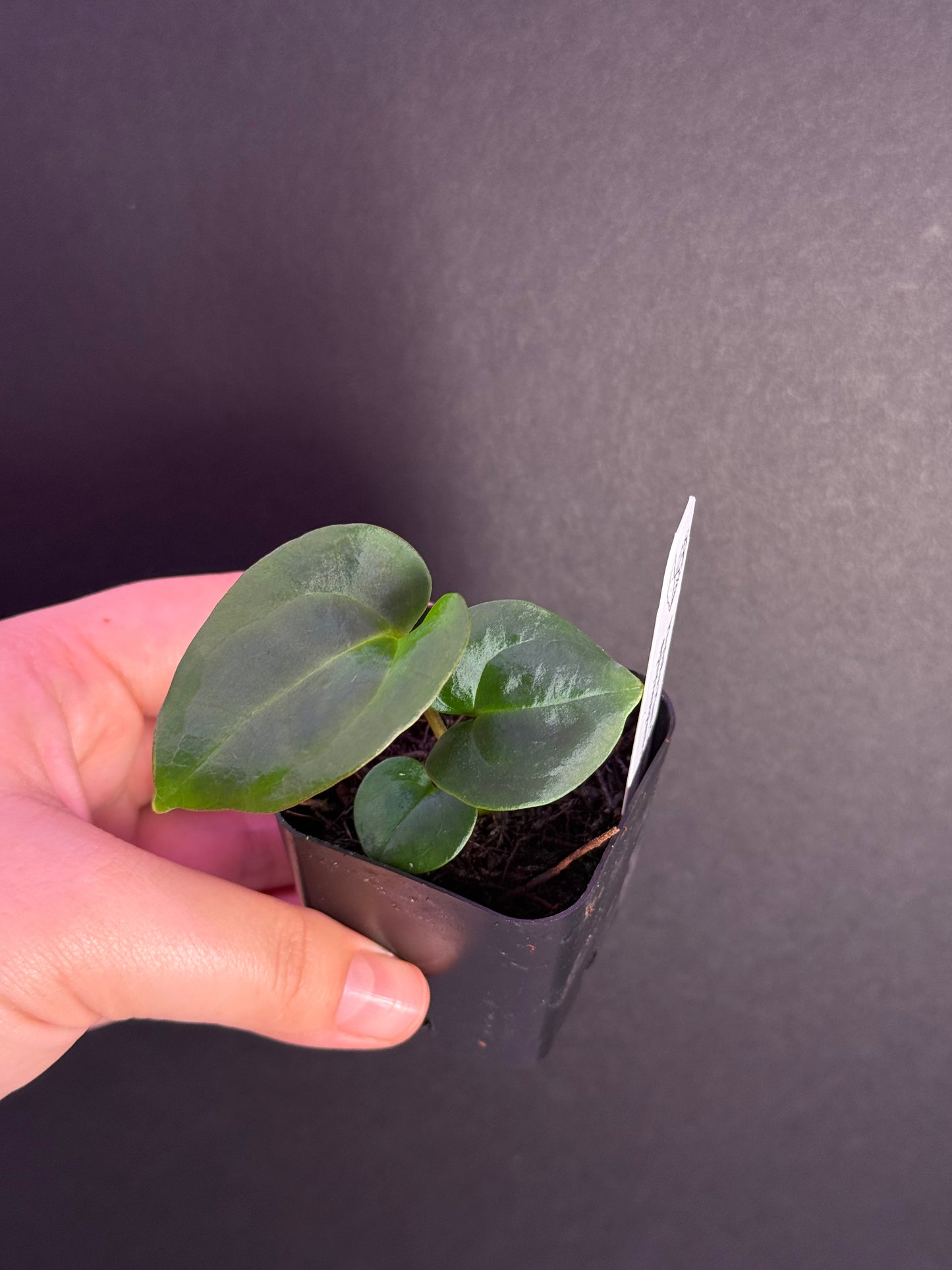 (#514) Anthurium carlablackiae x ((