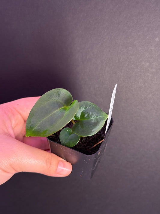 (#514) Anthurium carlablackiae x ((