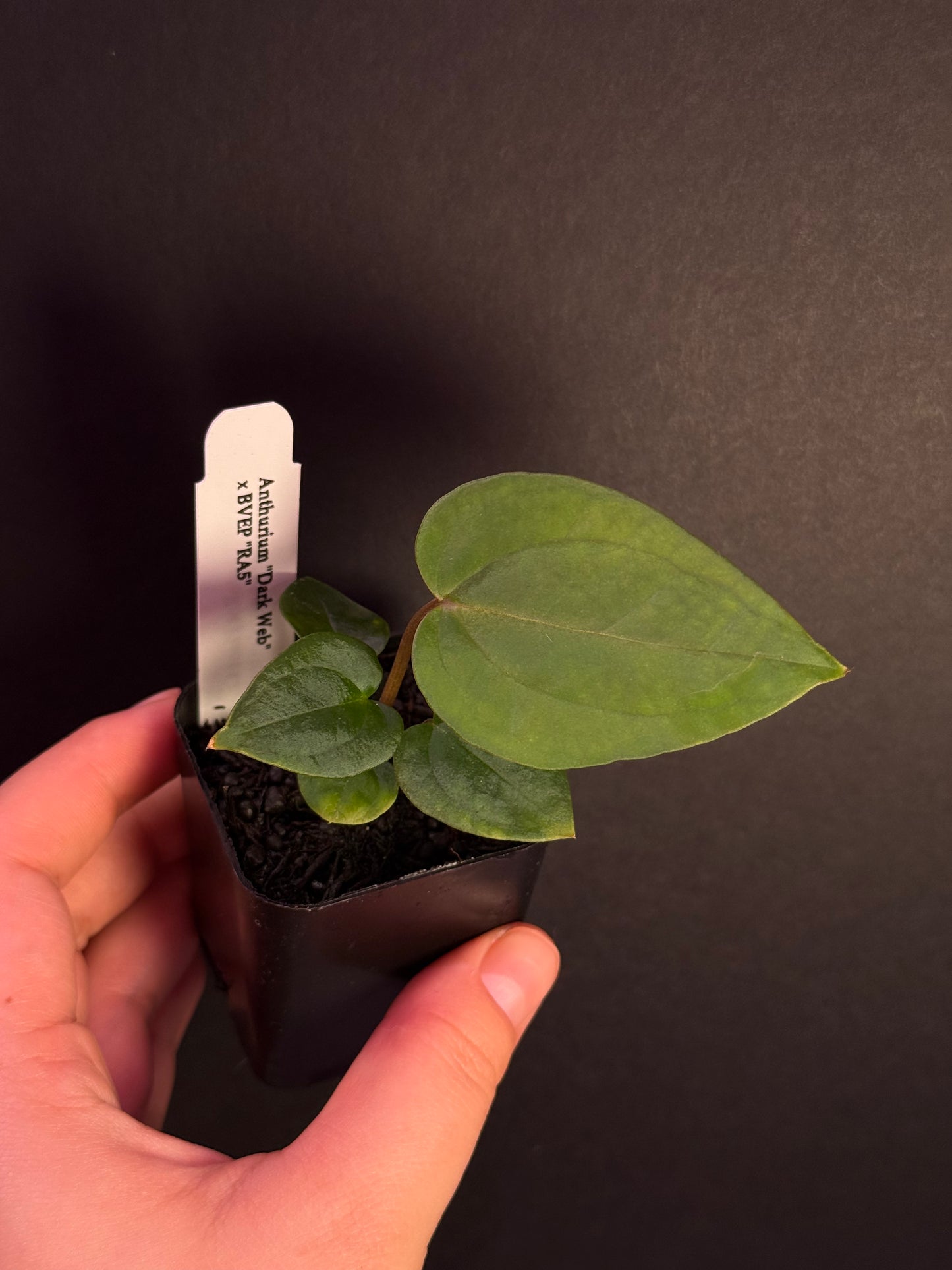 (#515) Anthurium (“Red Crystal” x BVEP) x BVEP “RA5”
