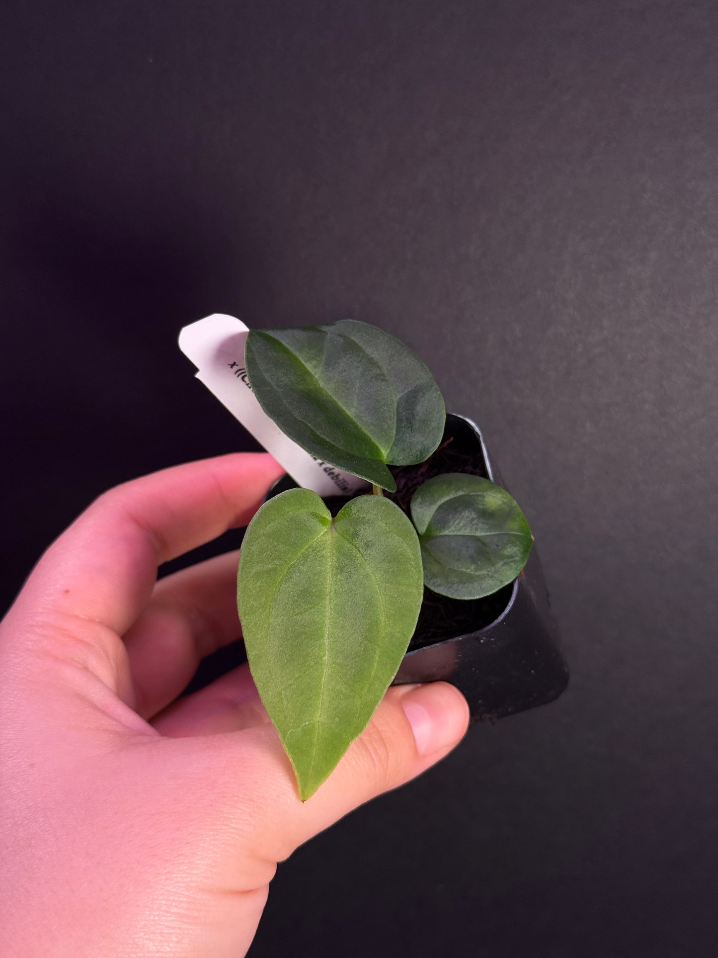 (#516) Anthurium carlablackiae x ((Circus Peanuts x carla) x debilis)
