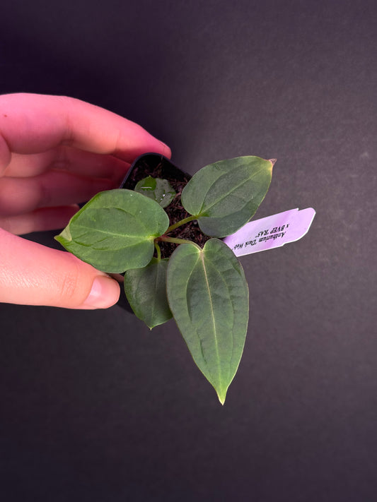 (#517) Anthurium NoID “Dark Web” x BVEP “RA5”