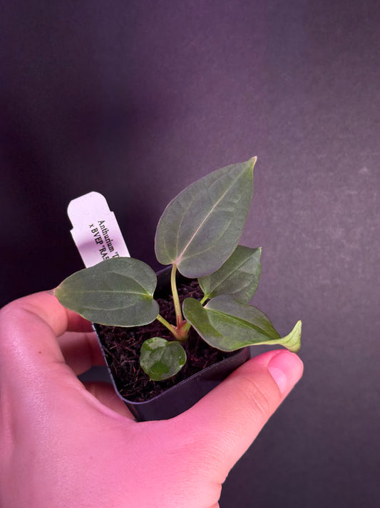 (#517) Anthurium NoID “Dark Web” x BVEP “RA5”