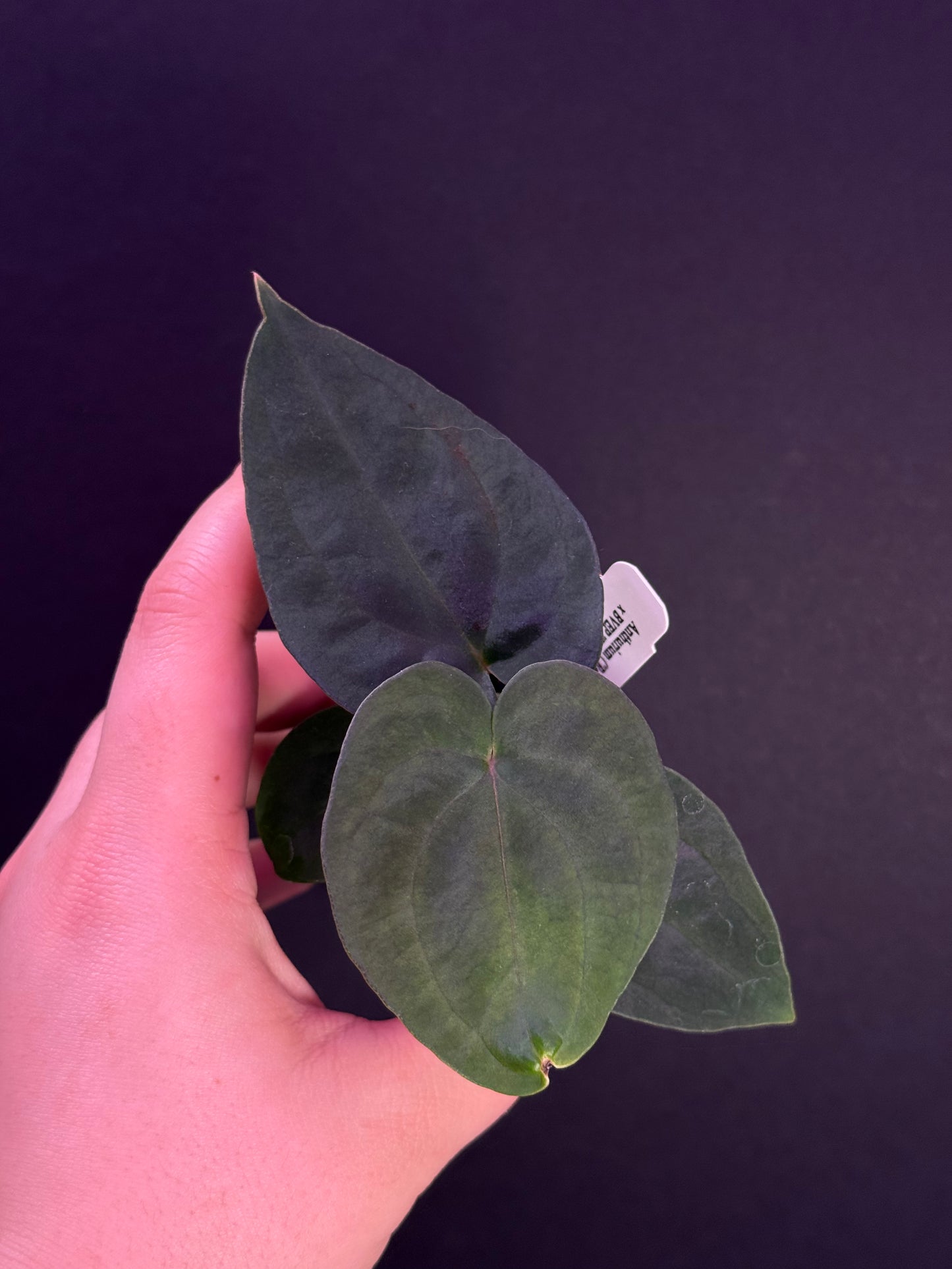 (#1461) ✨NEW✨Anthurium (RC x BVEP) x antolakii (BVEP) RA5