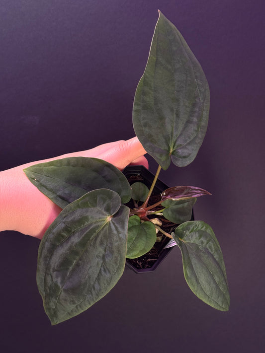 (#318) Anthurium antolakii (BVEP) “T1” x (Tezula F4)