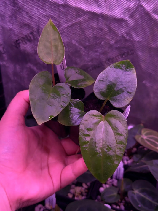 Growers choice: A. dressleri “PHY1” x (carla x (cerro x pap)) seedling