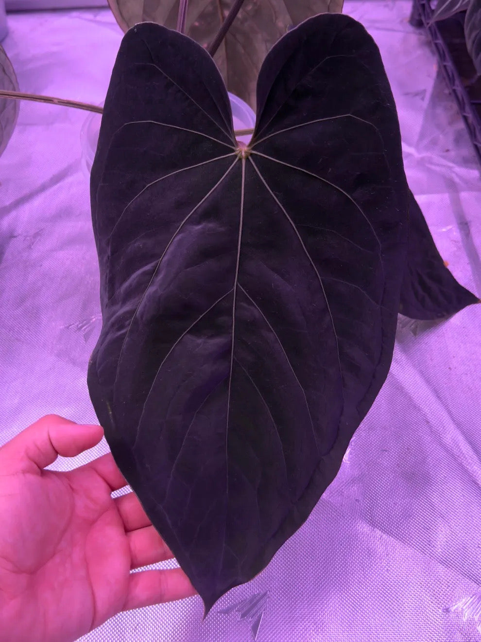 ✨NEW✨ Anthurium carlablackiae “T3” x (AOS x sp. nov. dressleri “Azul”)