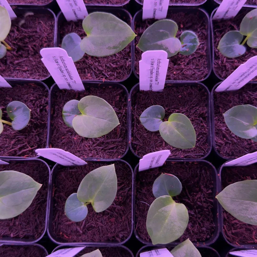 ✨NEW✨ Anthurium carlablackiae “T3” x (AOS x sp. nov. dressleri “Azul”)