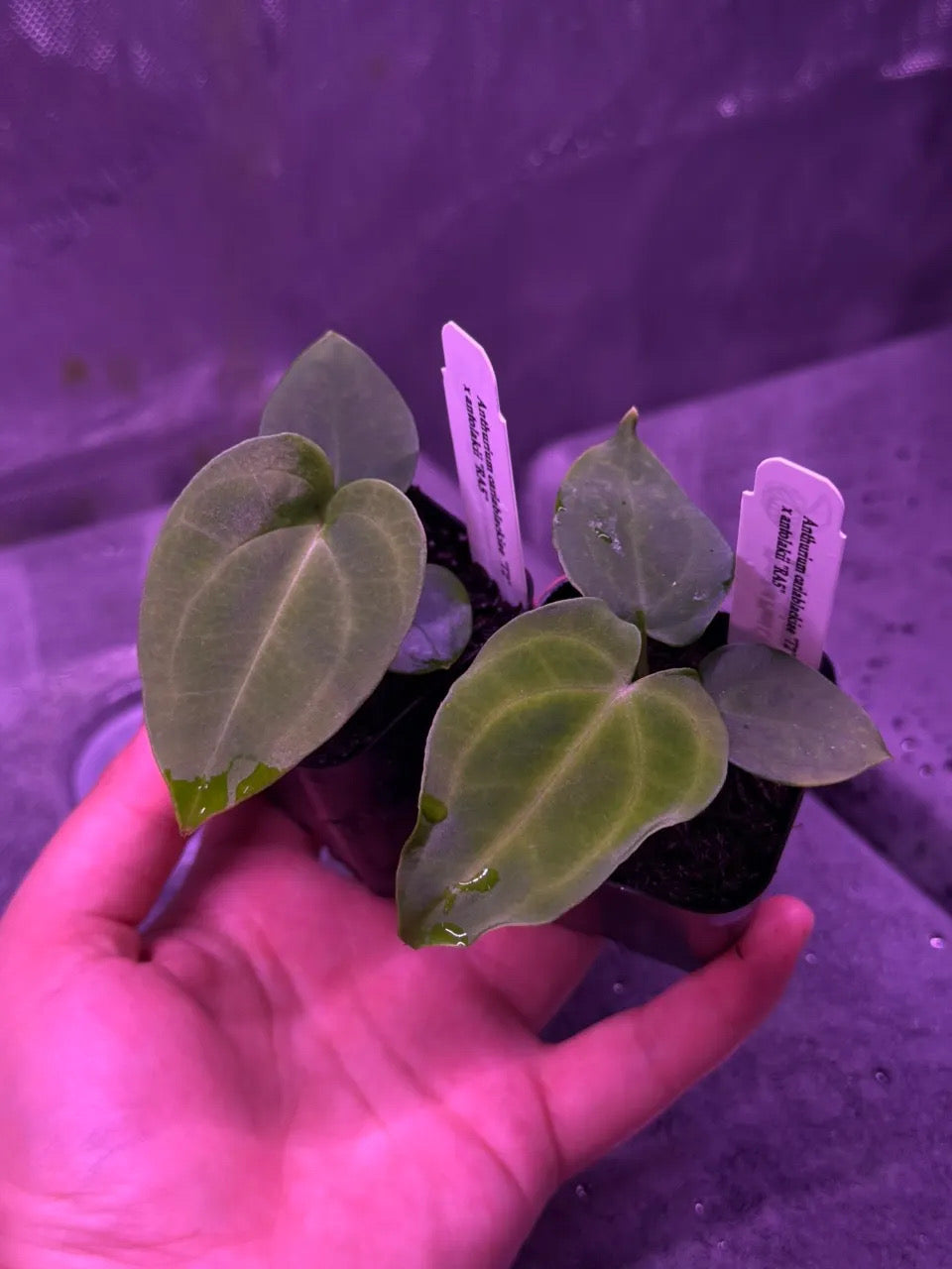 ✨NEW✨ Anthurium carlablackiae “T2” x antolakii “RA5”
