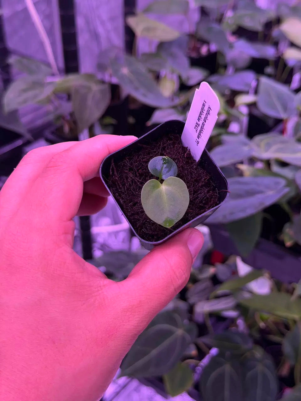 ❕NEW❕Anthurium carlablackiae “P1” x “RA12” seedling