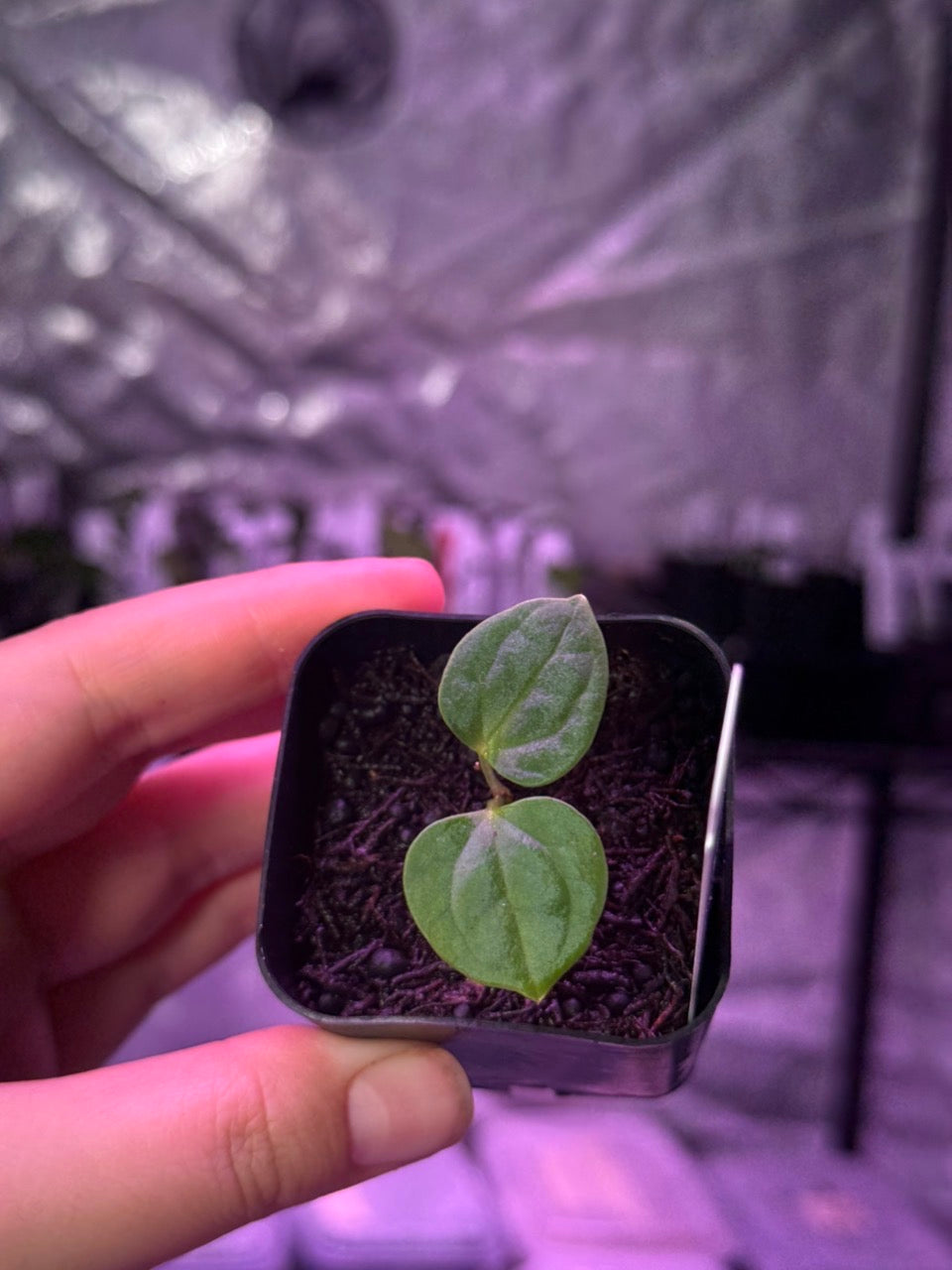 Growers Choice: Anthurium antolakii “T2” x antolakii “Tezula f4” seedling