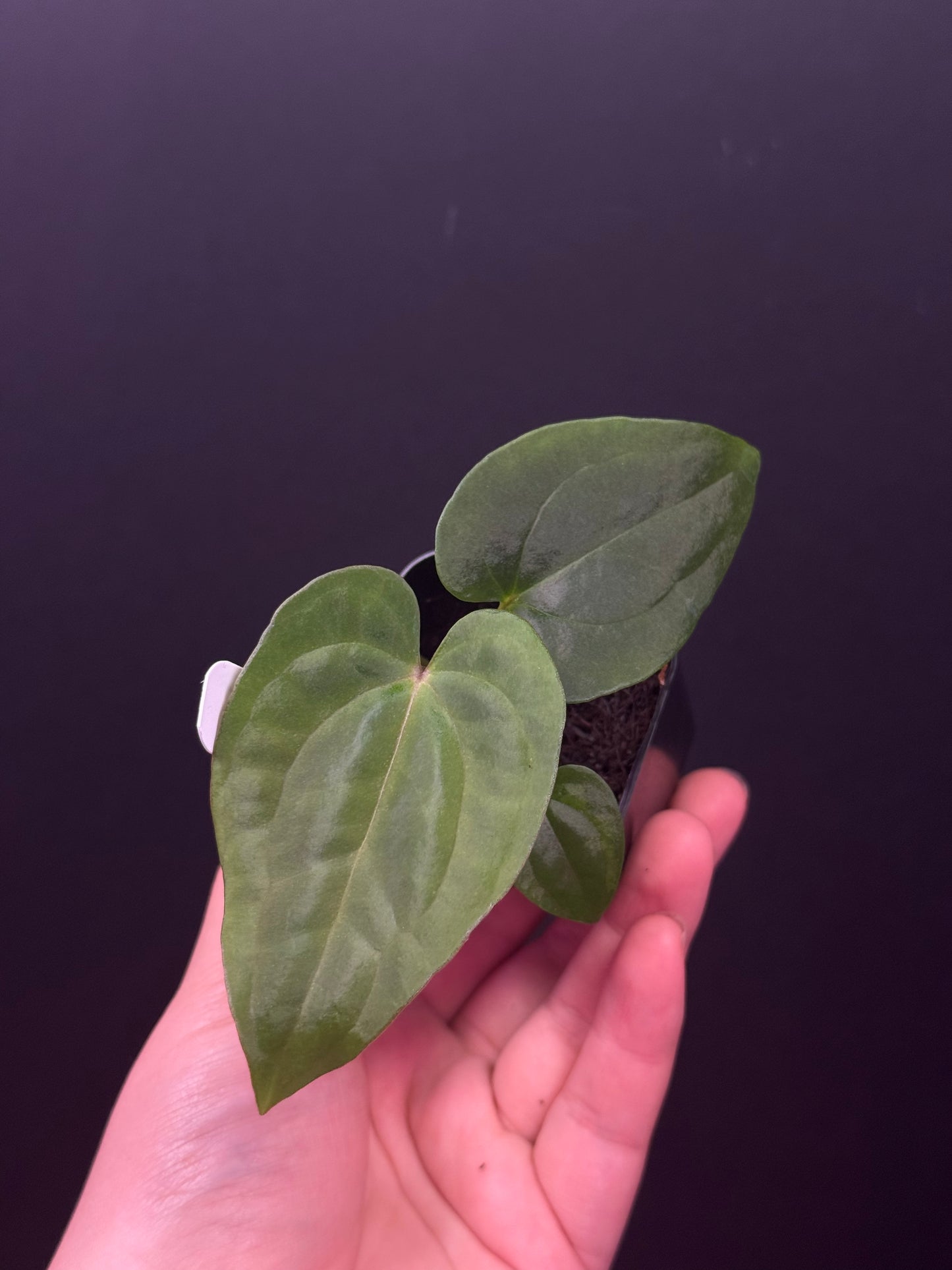 Growers choice: A. carlablackiae x (BVEP x debile)