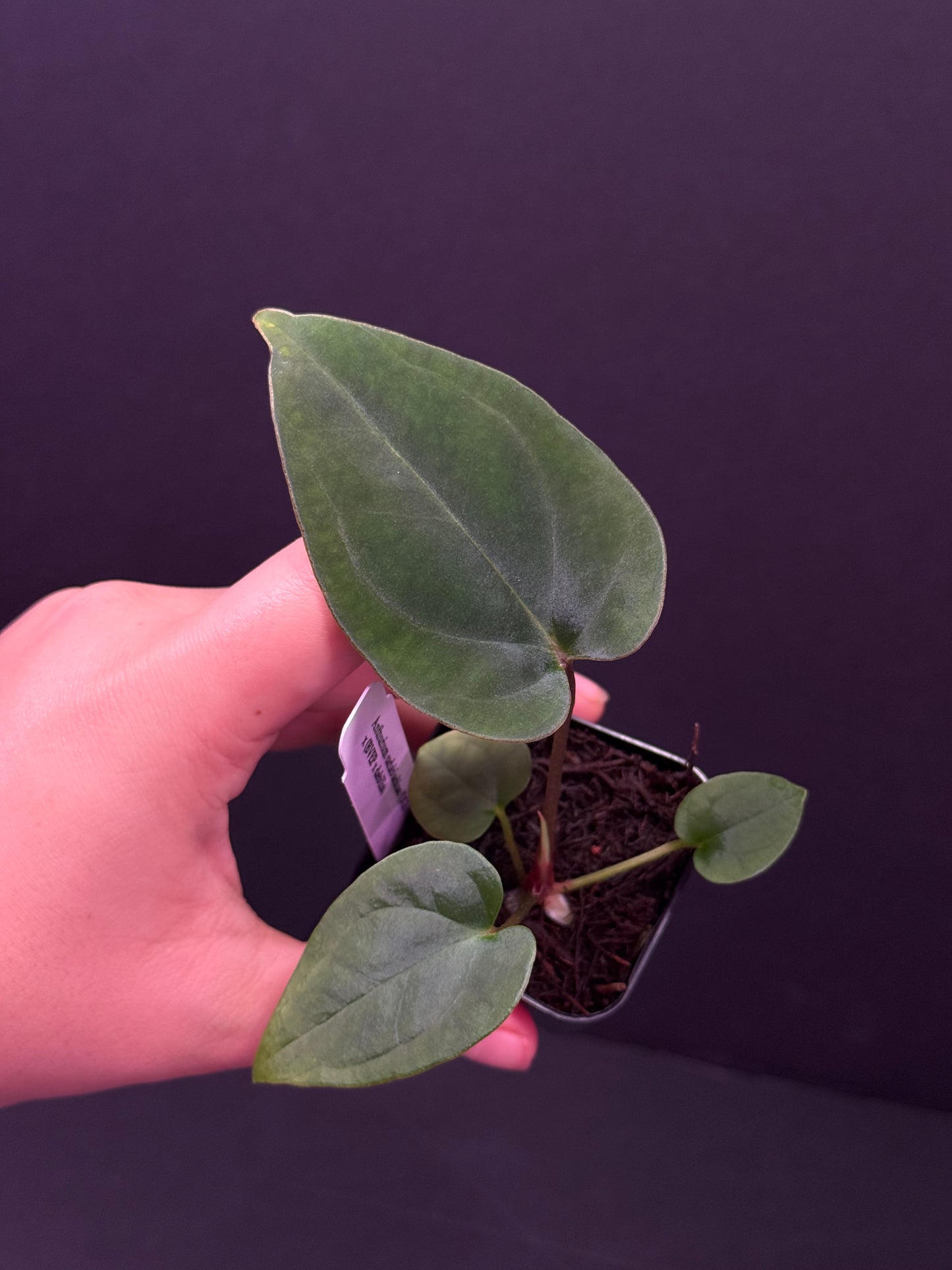 Growers choice: A. carlablackiae x (BVEP x debile)