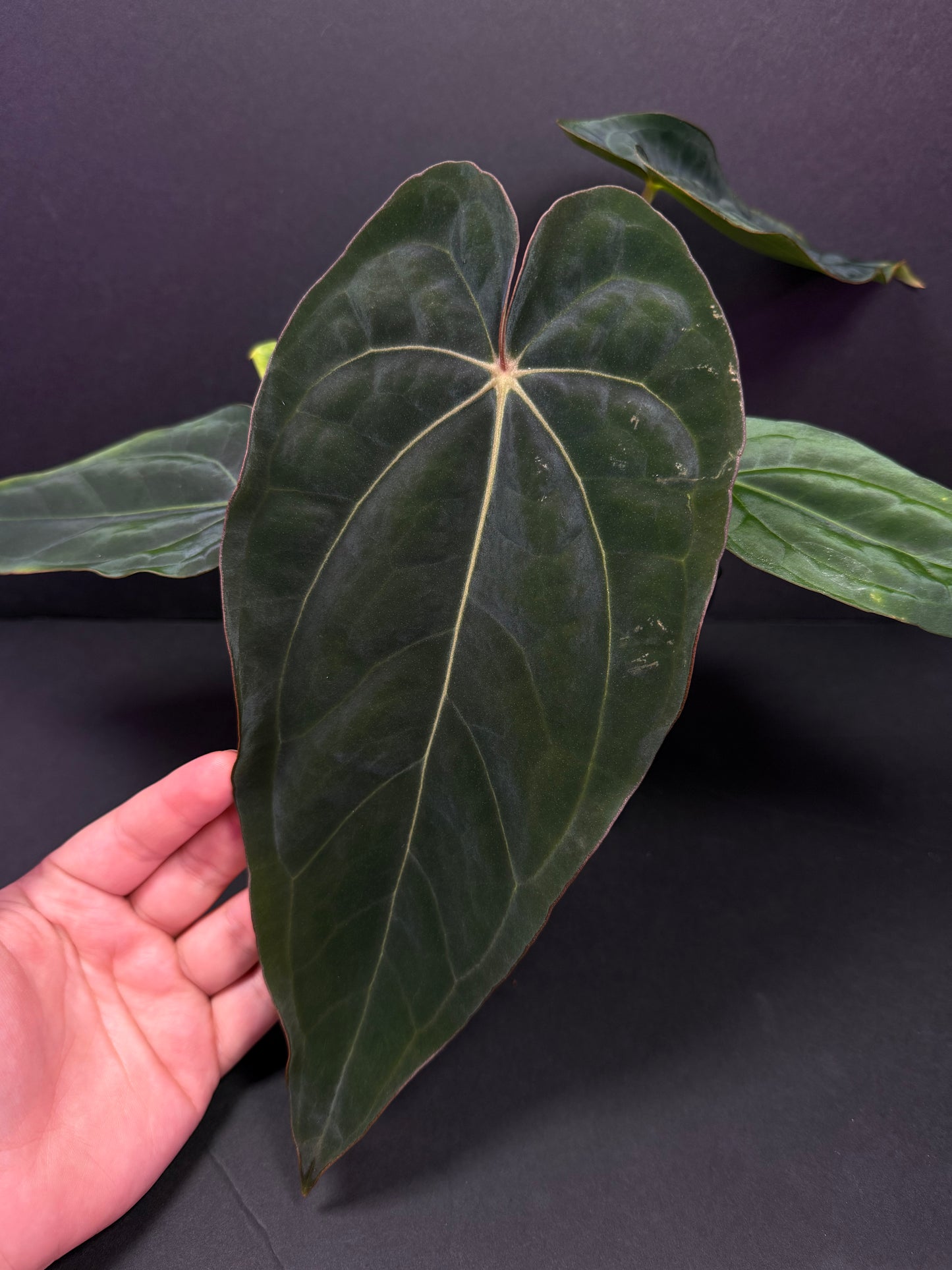 (#855) Anthurium carlablackiae “T3” x dressleri “Narrow” in cataphyll