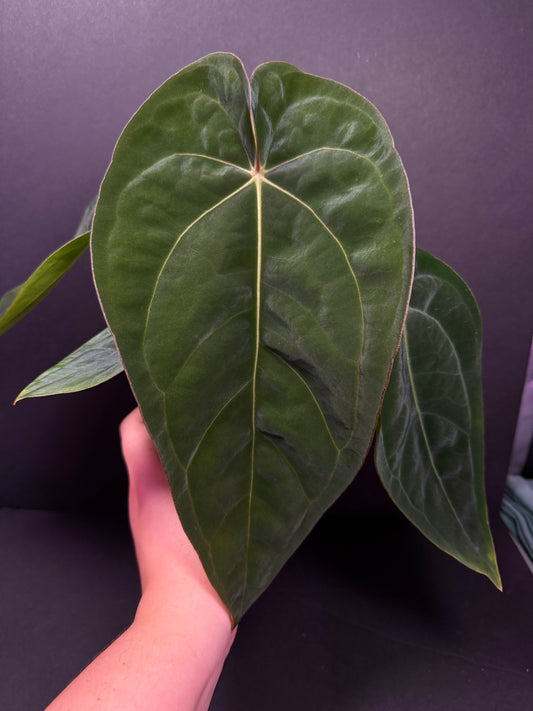 (#856) Anthurium carlablackiae “T3” x dressleri “Narrow” in cataphyll