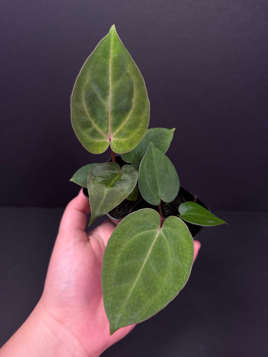 Growers choice: “Wonderboy lineage” x open seedling