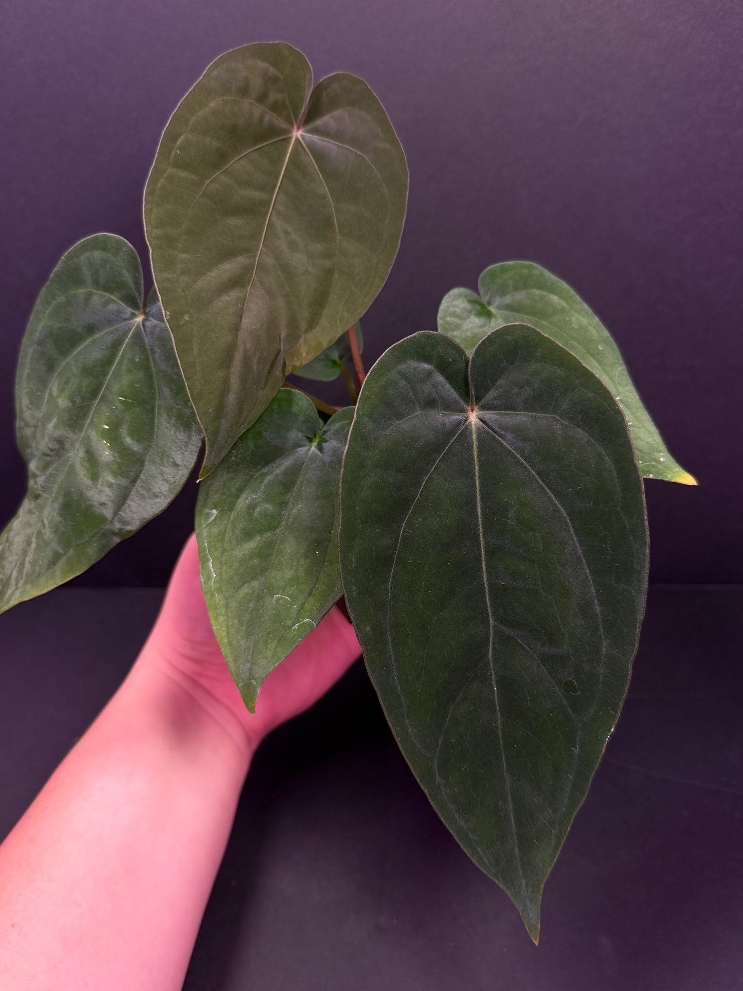 (#859) A. (AOS x BVEP) x dressleri RG “Narrow”