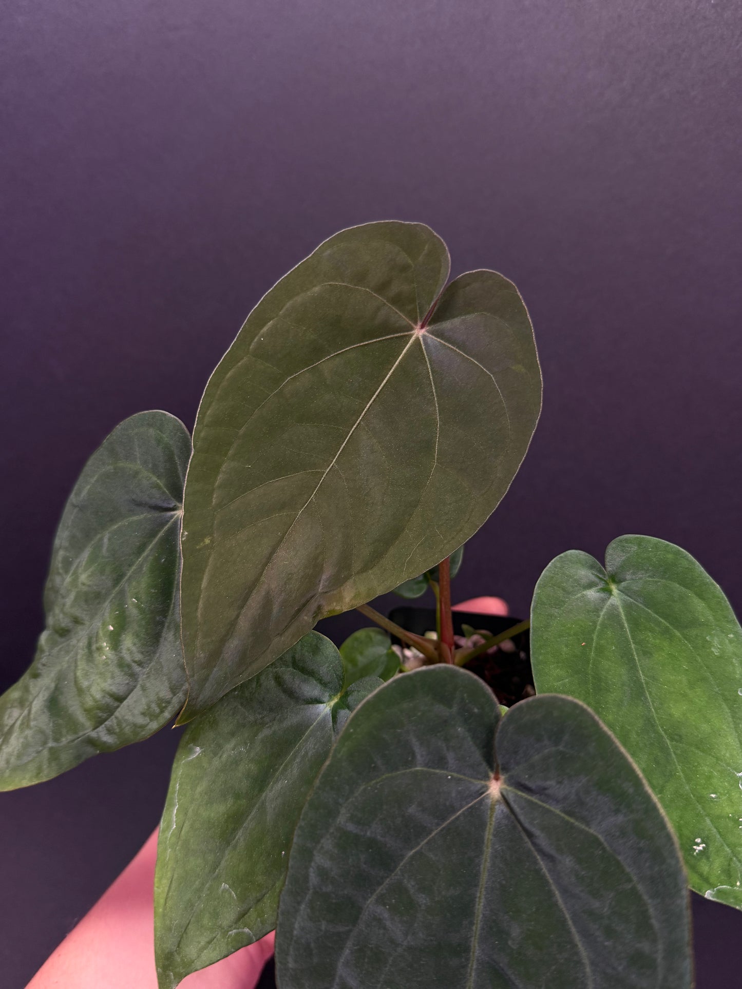 (#859) A. (AOS x BVEP) x dressleri RG “Narrow”