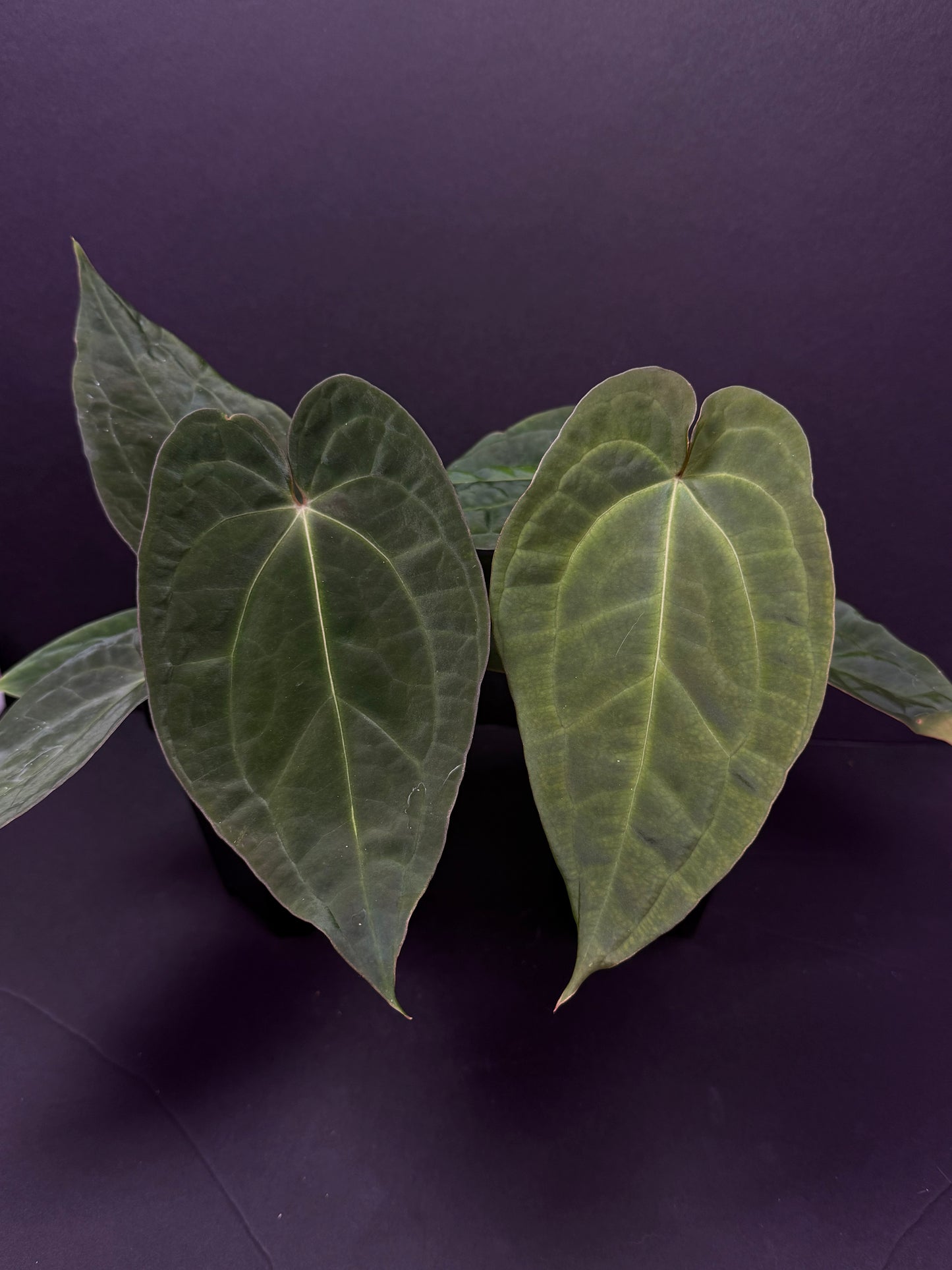 Growers choice: A. “Dark Web” x BVEP RA5