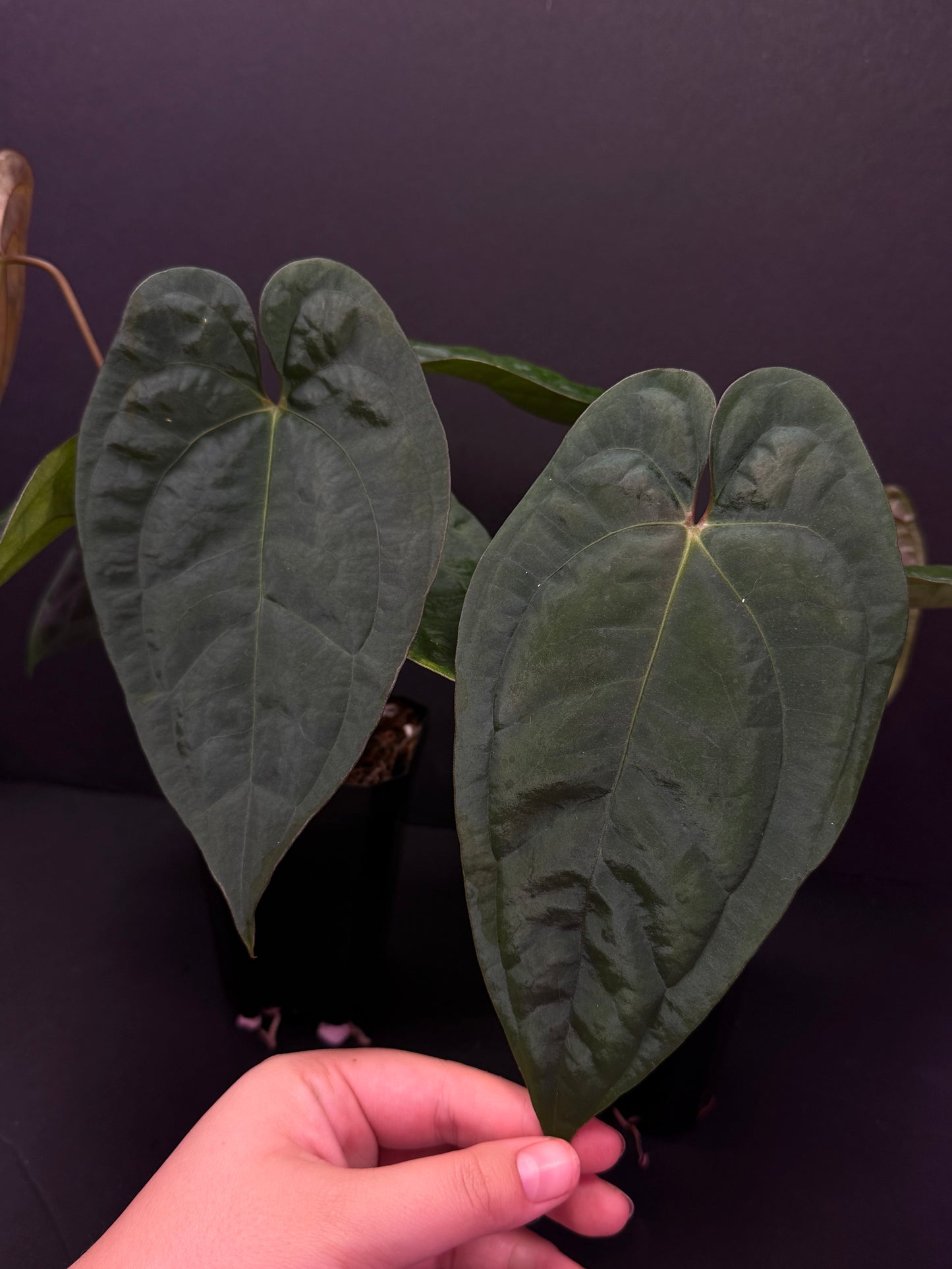 Growers choice: (Red Crystal x debile) x besseae aff