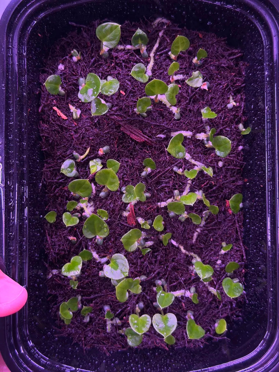 Growers choice: A. dressleri “PHY1” x (carla x (cerro x pap)) seedling
