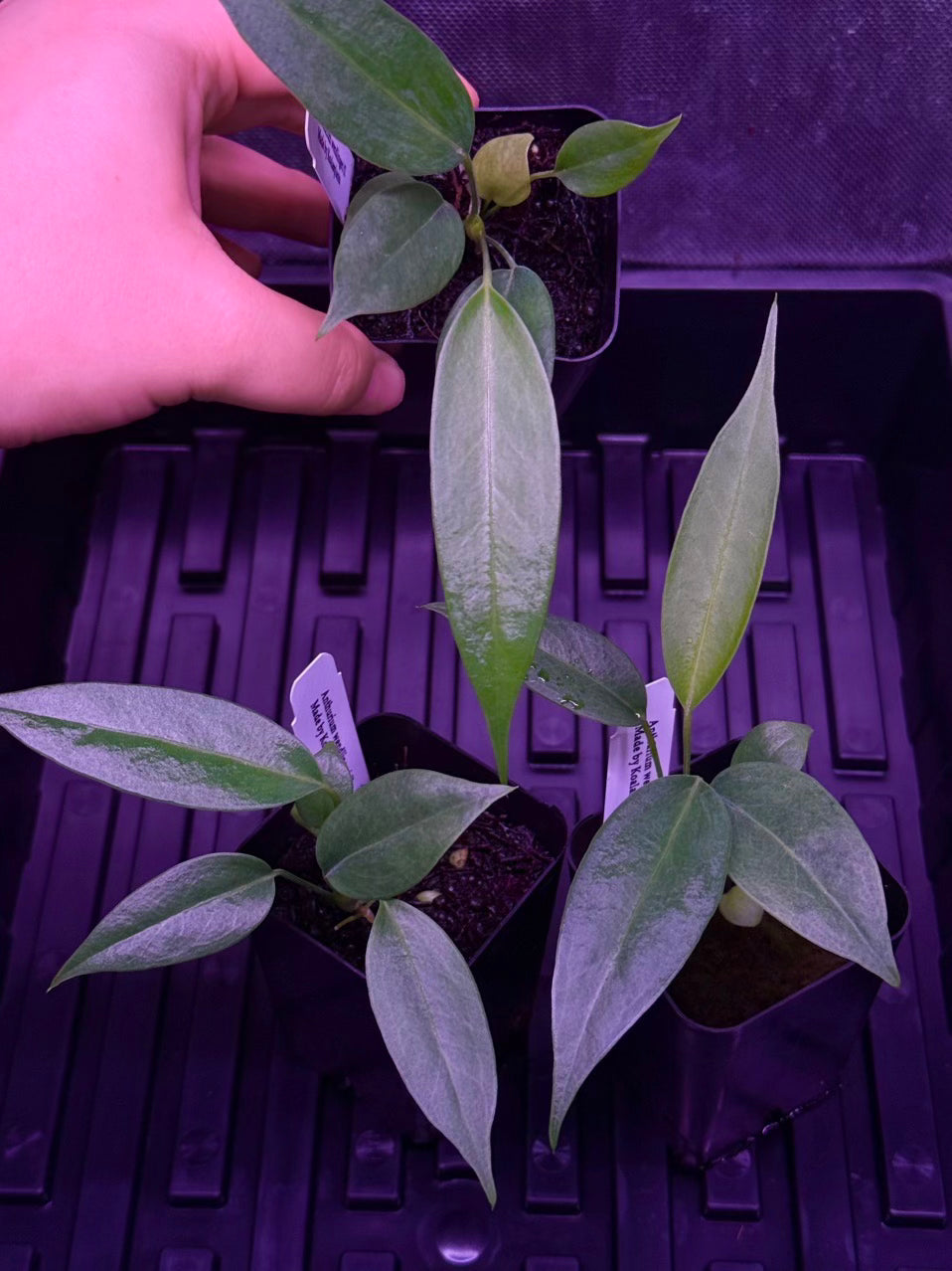 Growers choice: Anthurium wendlingeri f2