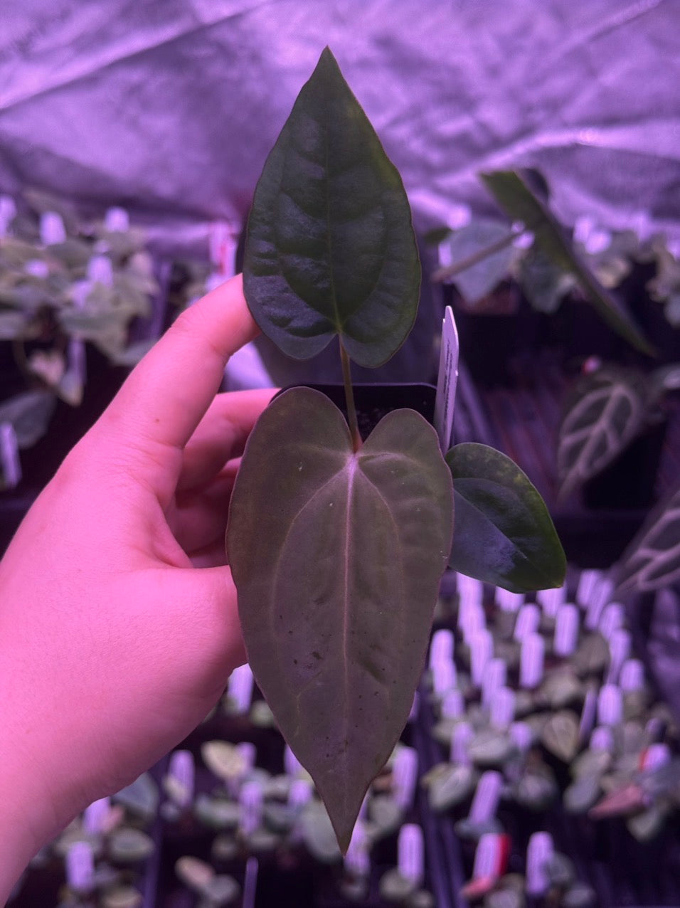 Growers choice: Anthurium carlablackiae x dressleri “Narrow” seedling