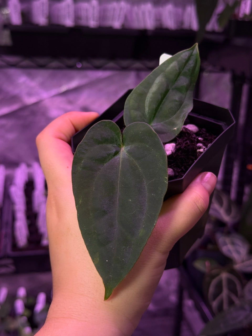 Growers choice: Anthurium carlablackiae x dressleri “Narrow” seedling