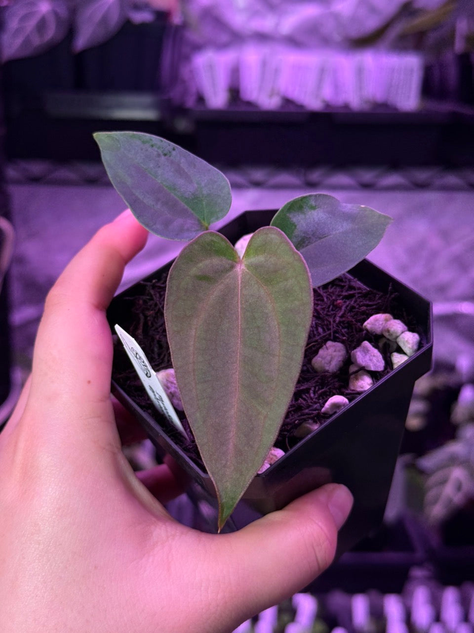 Growers choice: Anthurium carlablackiae x dressleri “Narrow” seedling