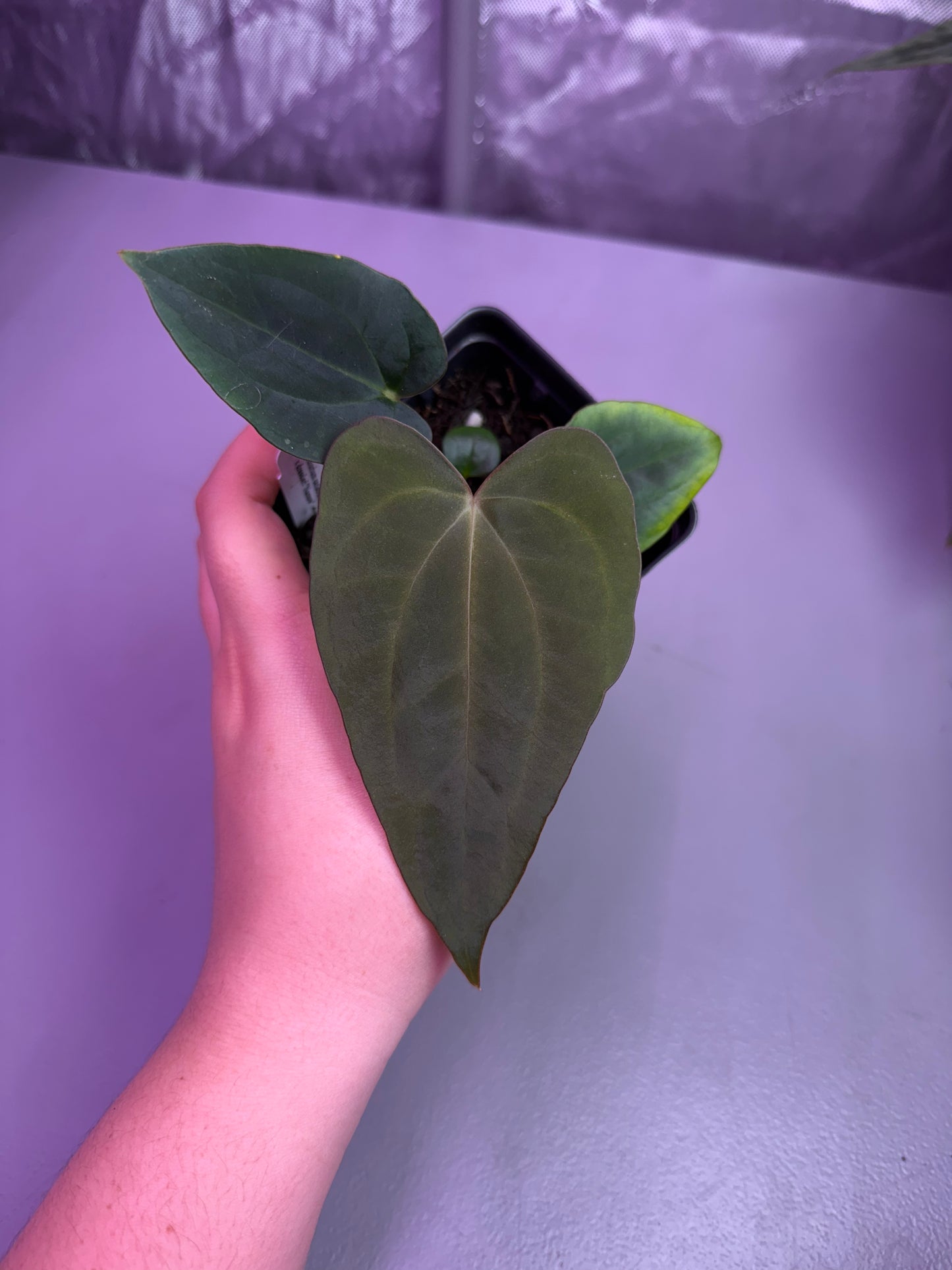 (#1451) Anthurium carlablackiae x dressleri
