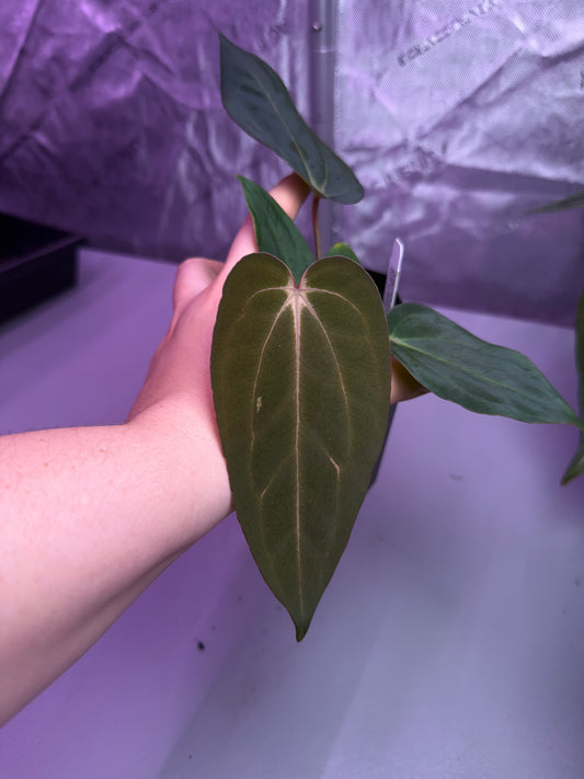 (#1456) Anthurium (carla x BVEP) x (carla “Fell” s1) by @jungledeluxe