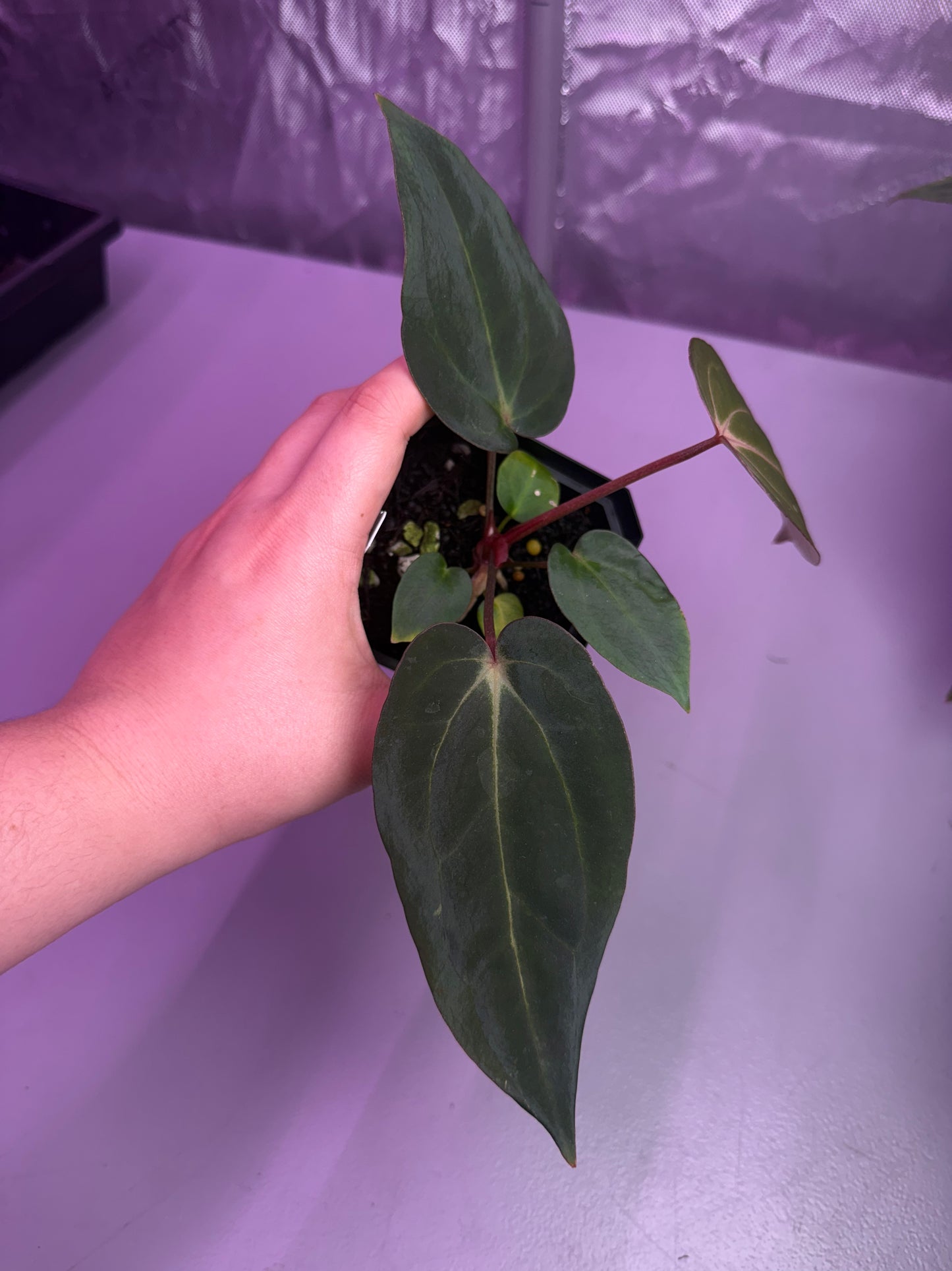 (#1456) Anthurium (carla x BVEP) x (carla “Fell” s1) by @jungledeluxe
