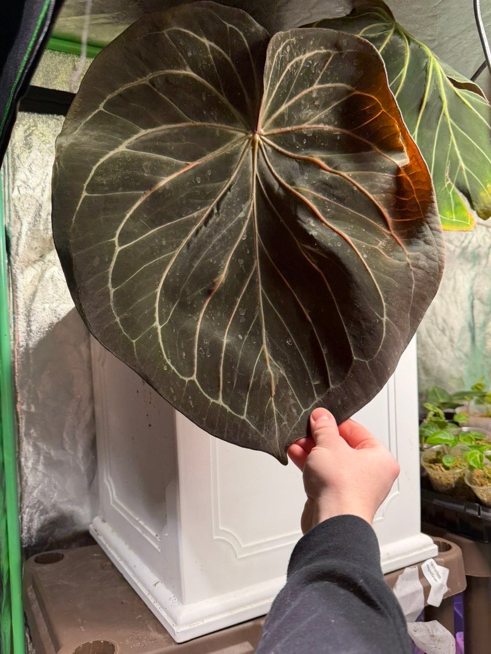 (#1458) Anthurium King of Spades x (Dorayaki x RLFS) by AllieB