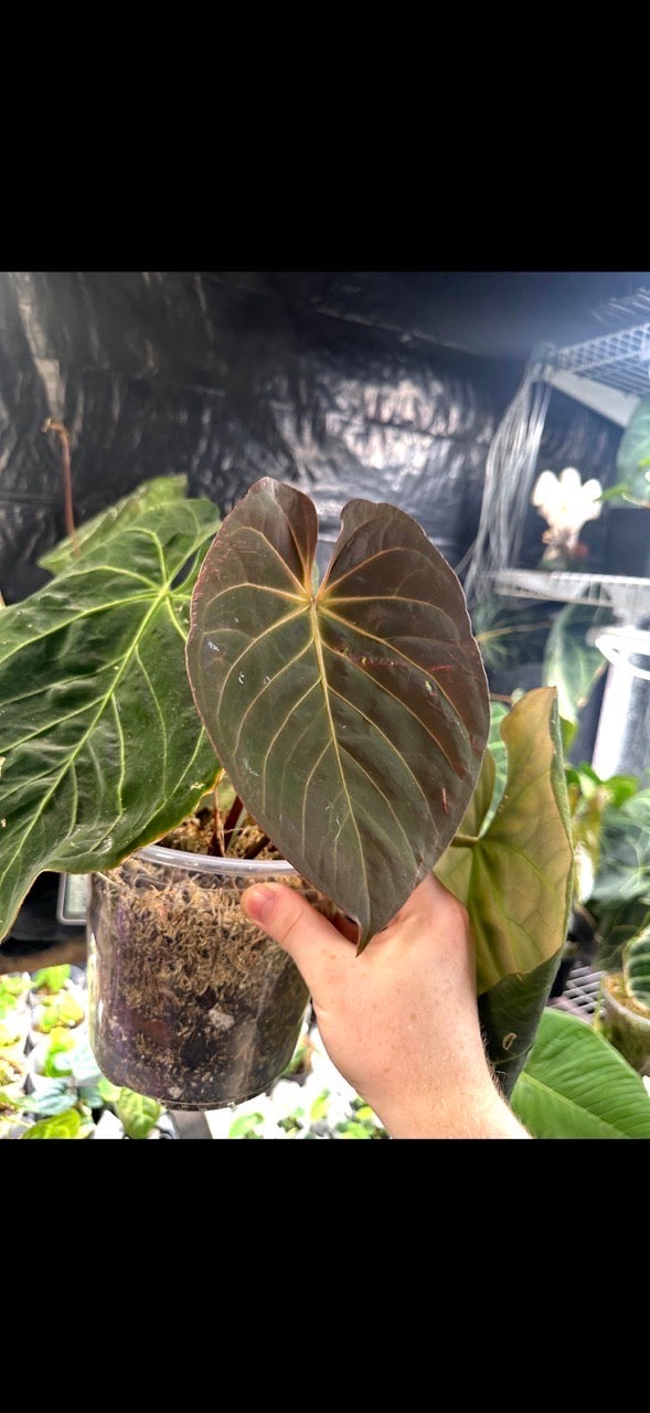 (#1458) Anthurium King of Spades x (Dorayaki x RLFS) by AllieB
