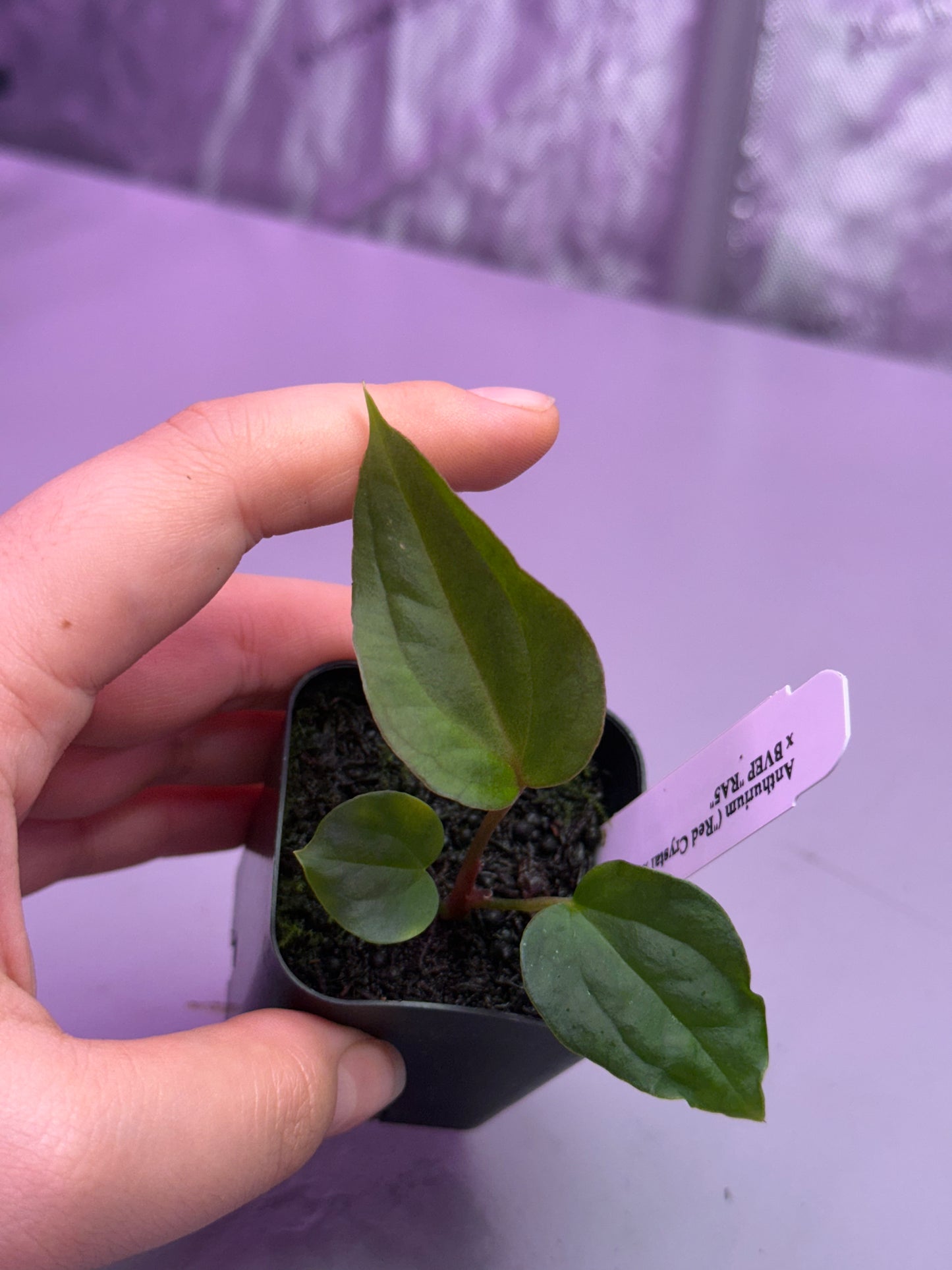 (#1460) ✨NEW✨Anthurium (RC x BVEP) x antolakii (BVEP) RA5