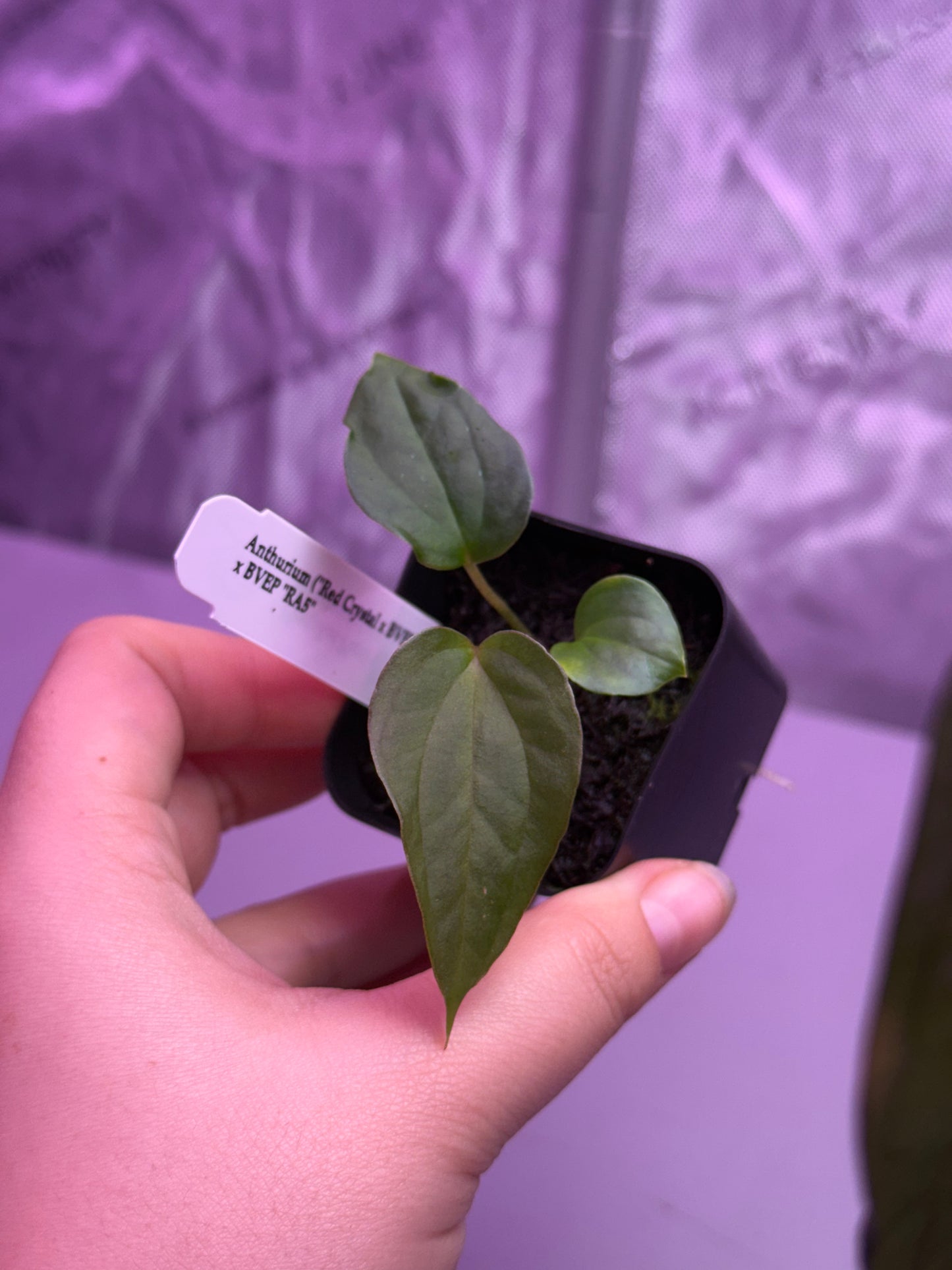 (#1460) ✨NEW✨Anthurium (RC x BVEP) x antolakii (BVEP) RA5