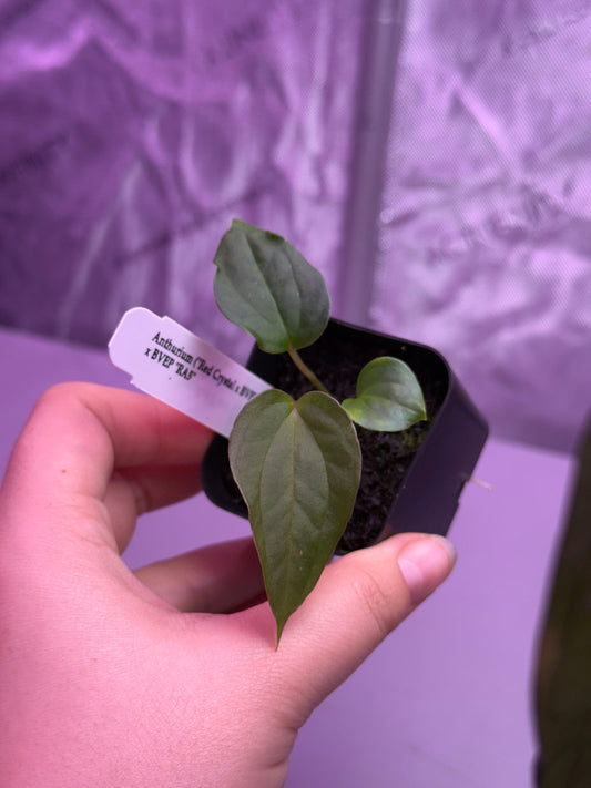 (#1460) ✨NEW✨Anthurium (RC x BVEP) x antolakii (BVEP) RA5
