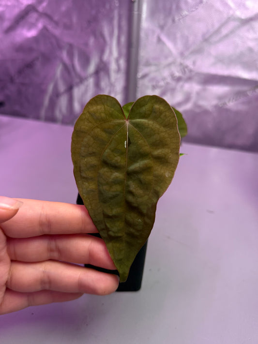 (#1463) Anthurium (AOS x BVEP) x dressleri RG