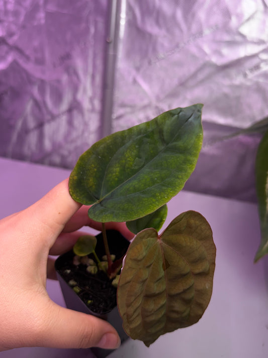 (#1463) Anthurium (AOS x BVEP) x dressleri RG