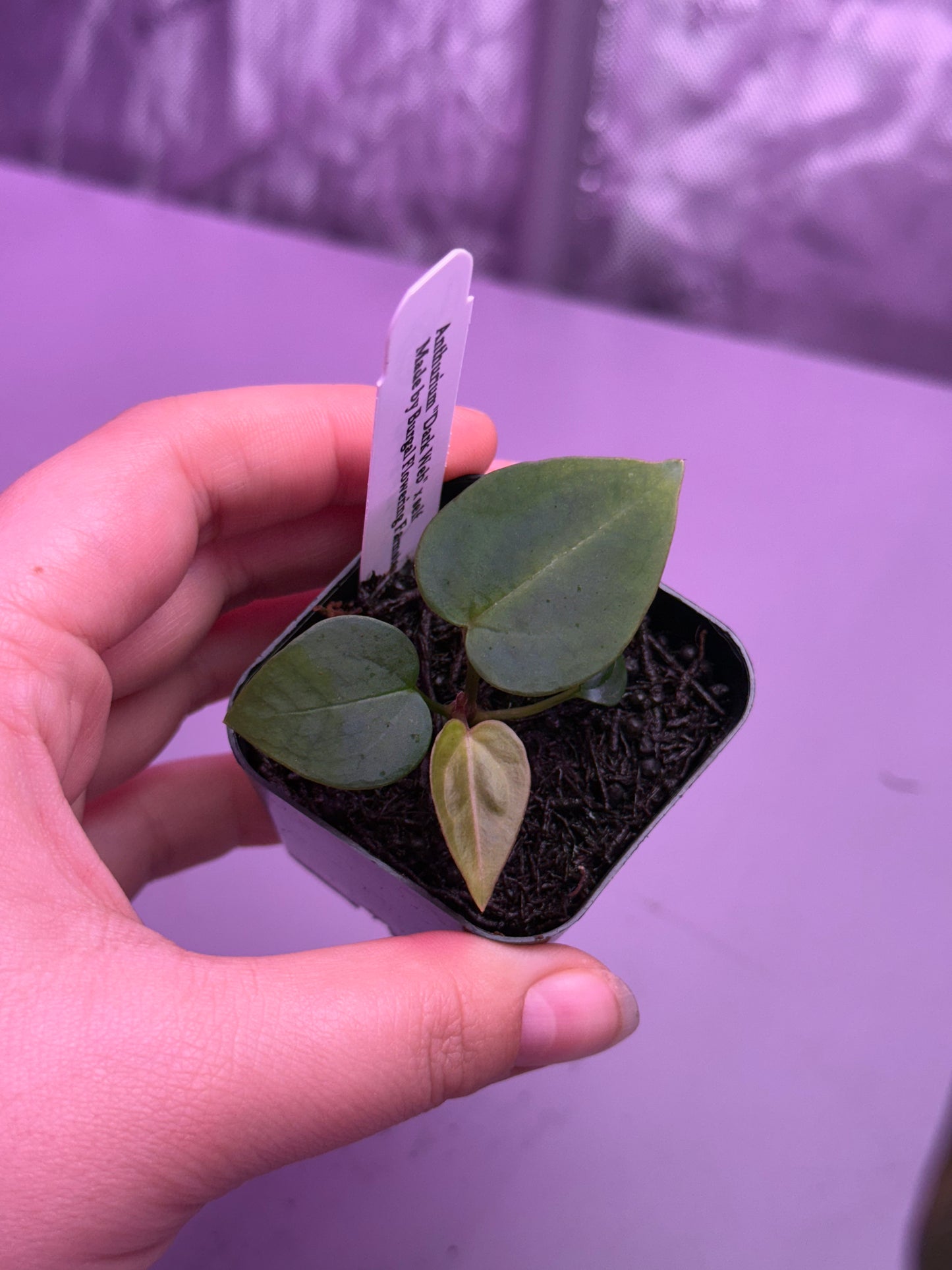 (#1464) Anthurium “Dark Web” self