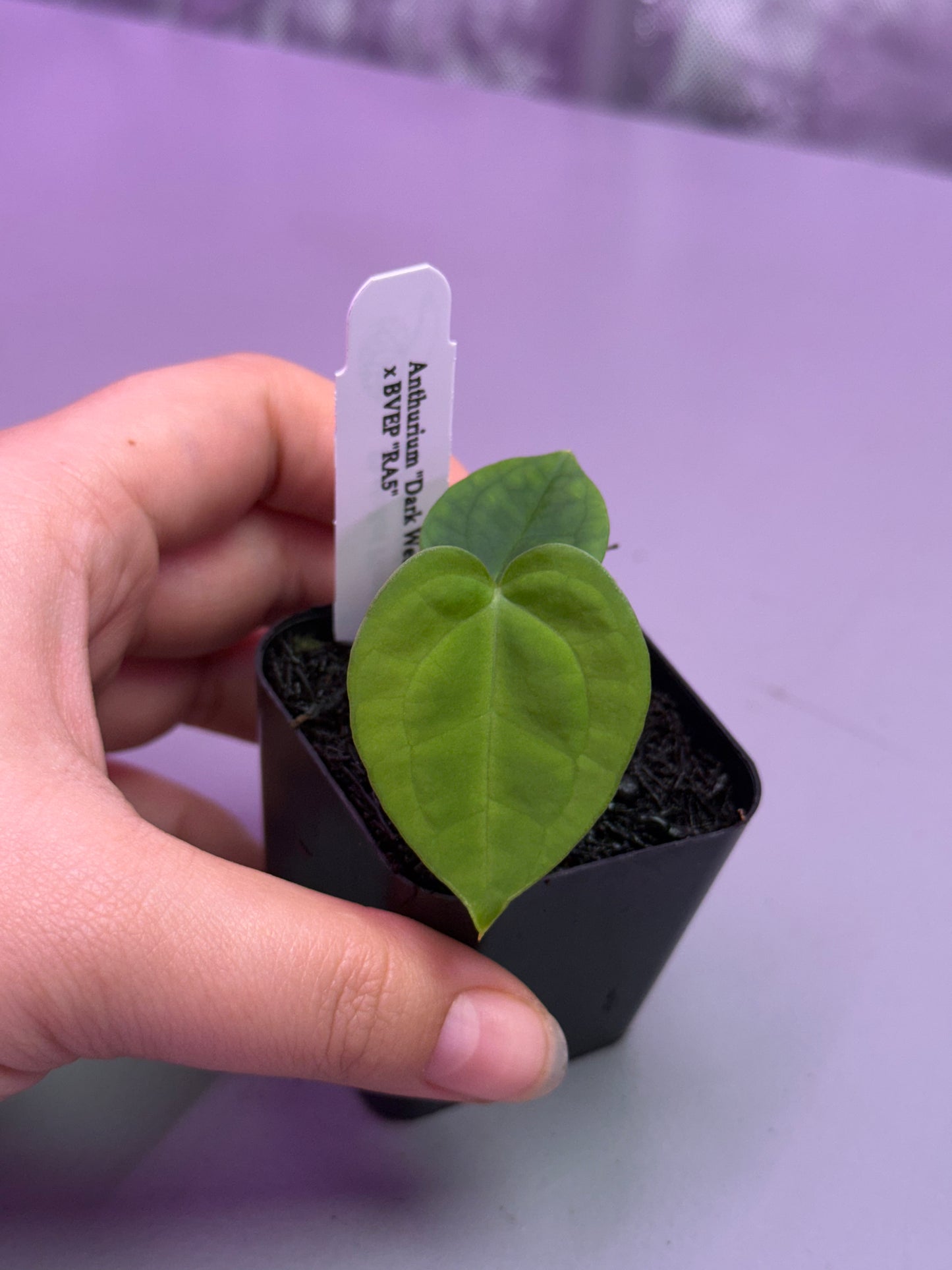 (#1465) Anthurium “Dark Web” x antolakii (BVEP) RA5