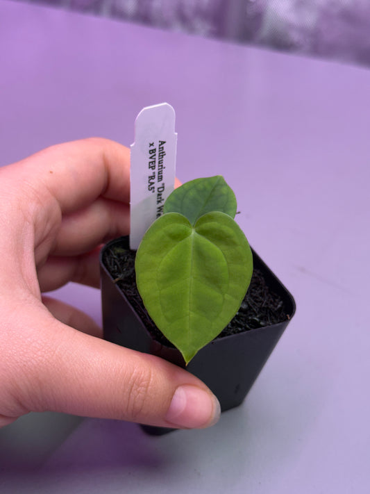 (#1465) Anthurium “Dark Web” x antolakii (BVEP) RA5