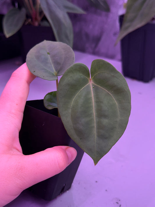 (#1547) Anthurium carlablackiae x antolakii (BVEP)