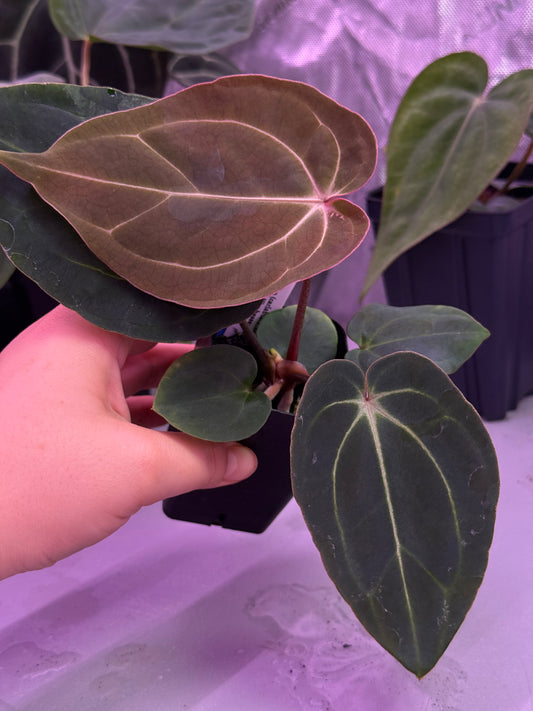 (#1549) Anthurium (carla x BVEP) x besseae aff