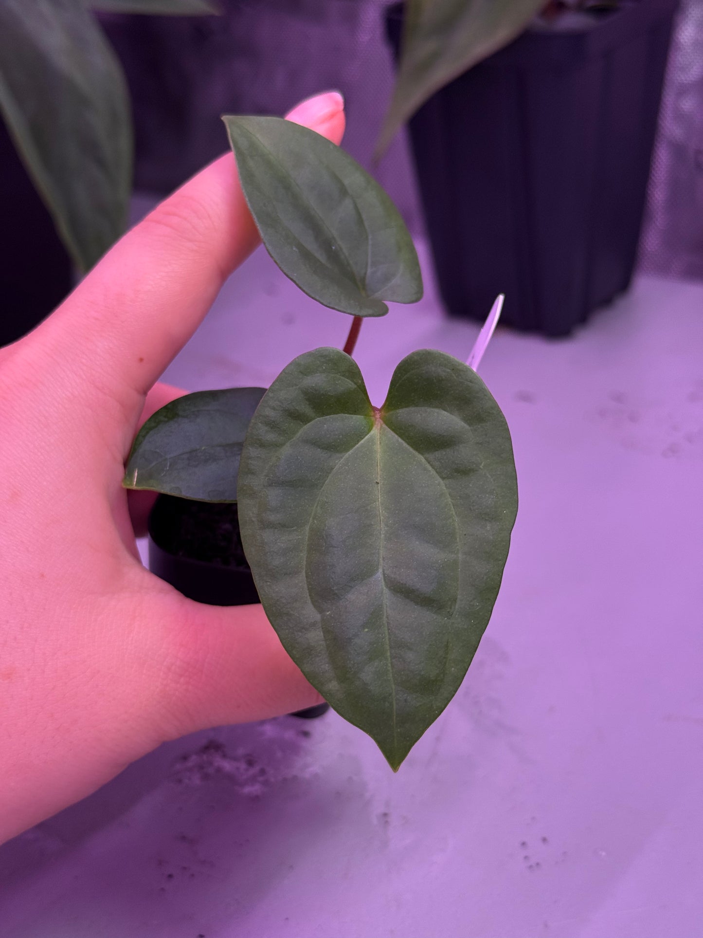 (#408) Anthurium (Red Crystallinum x debilis) x besseae aff