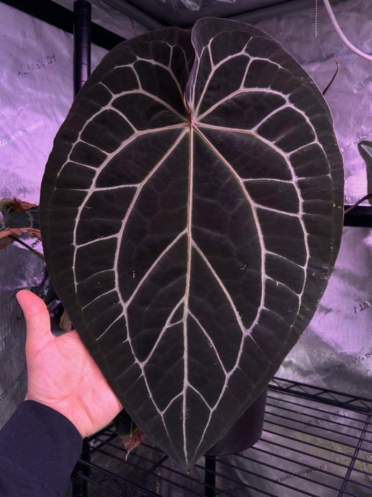 Growers Choice: Anthurium (forgetii x BVEP) x "Dark Web" seedling