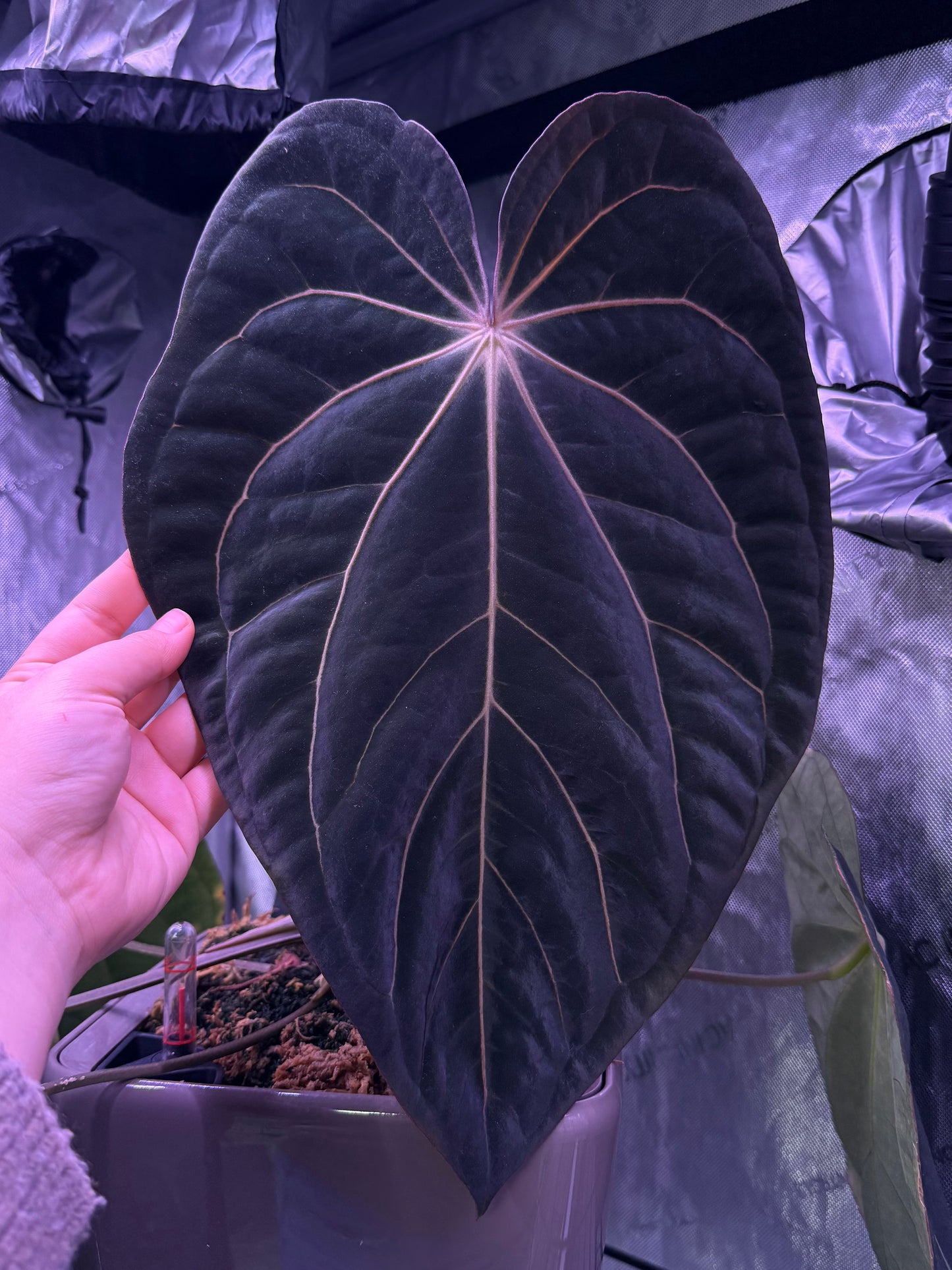 (#1549) Anthurium (carla x BVEP) x besseae aff