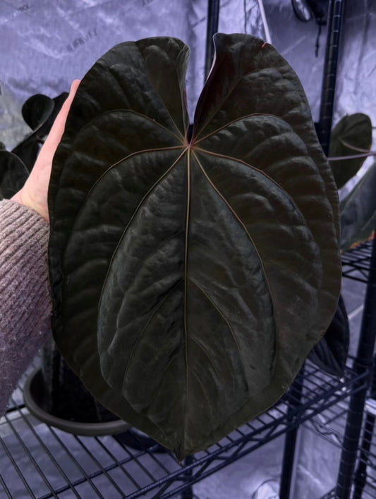 (#829) Anthurium (AOS x BVEP) x papillilaminum "Voldemort"