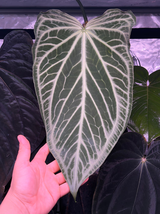 (#849) Anthurium FTG s1 x (carlablackiae x "Soul Reaper")