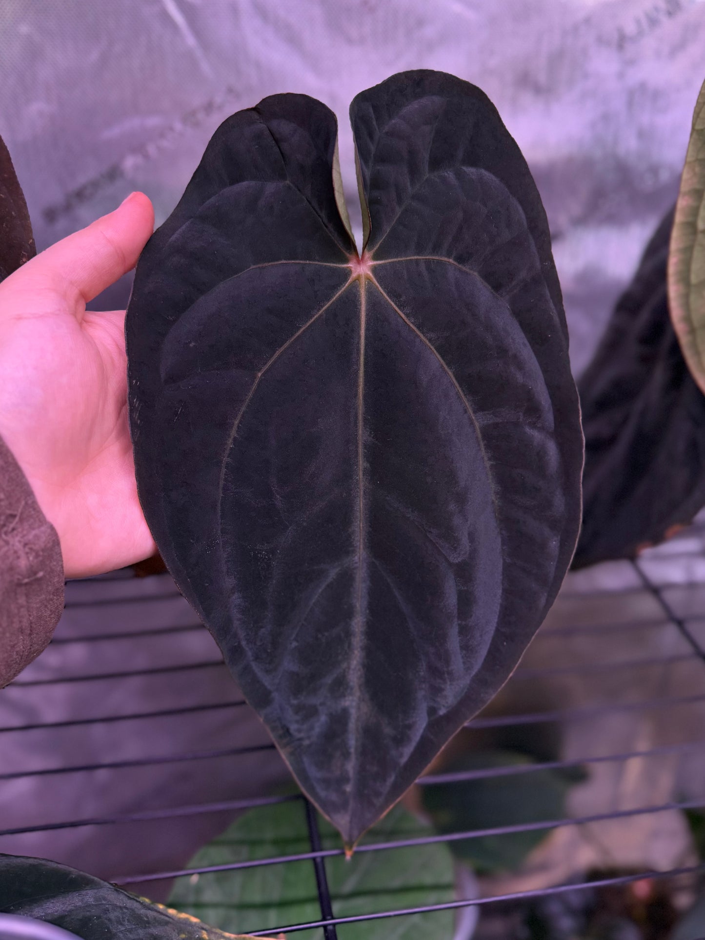 (#318) Anthurium antolakii (BVEP) “T1” x (Tezula F4)