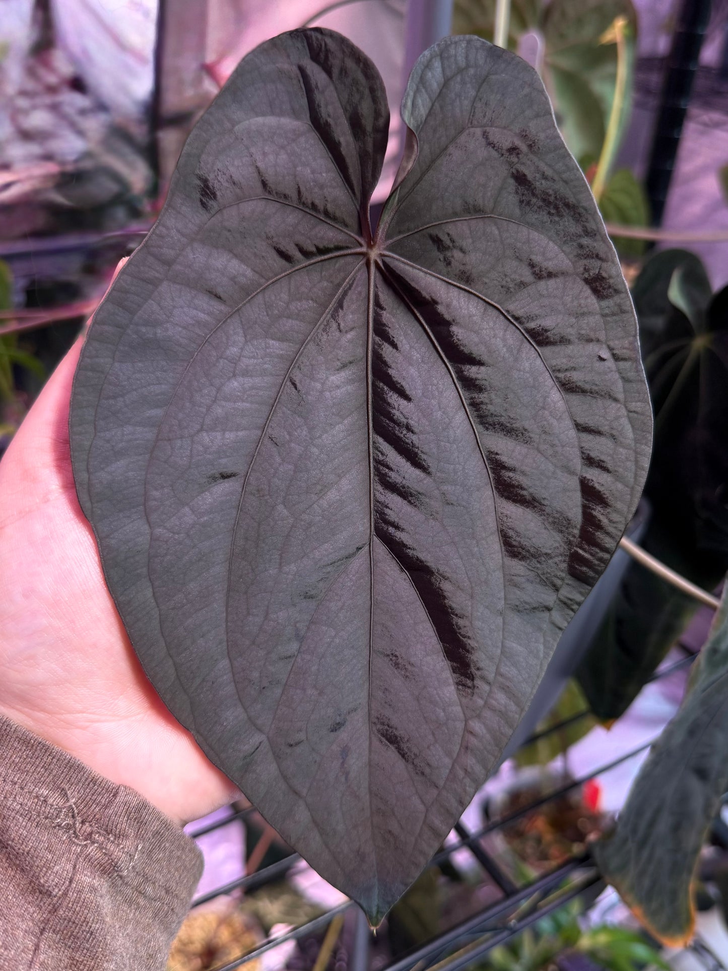 (#1551) Anthurium antolakii (BVEP) “T1” x RA5